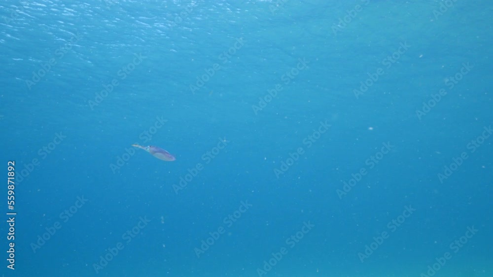 Seascape with Reef Squid in the coral reef of the Caribbean Sea Seascape with Reef Squid in the coral reef of the Caribbean Sea