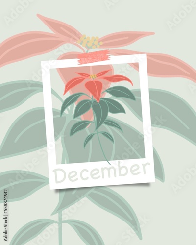 Minimalist floral illustration of Poinsettia flowering plant. December Christmas concept theme, modern muted colors. Trendy calendar, winter season.