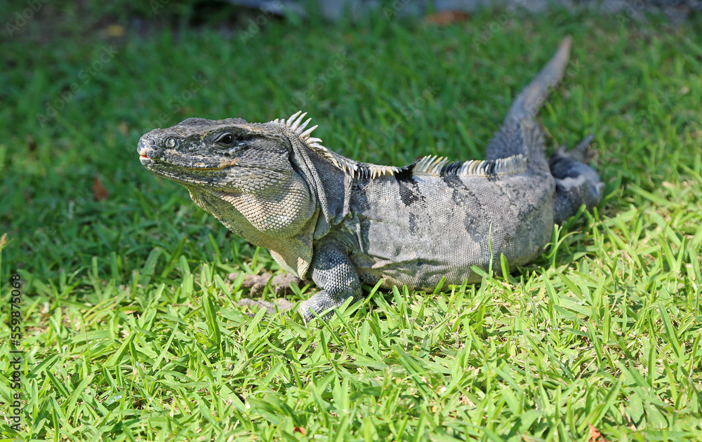 Obraz premium Gray iguana on grass - Mexico