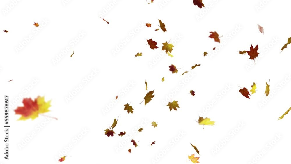 Autumn maple Leaf leaves falling. Animation. Romantic, season september. Autumn maple Leaf leaves falling. Animation. Romantic, season september.
