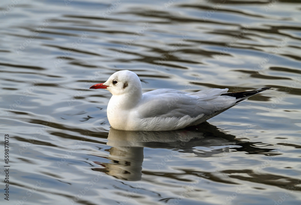 Black-headed gull in winter plumage in Kelsey Park, Beckenham, Greater London. A black-headed gull floats on the lake in Kelsey Park, Beckenham. Black-headed gull (Chroicocephalus ridibundus), UK. Black-headed gull in winter plumage in Kelsey Park, Beckenham, Greater London. A black-headed gull floats on the lake in Kelsey Park, Beckenham. Black-headed gull (Chroicocephalus ridibundus), UK.