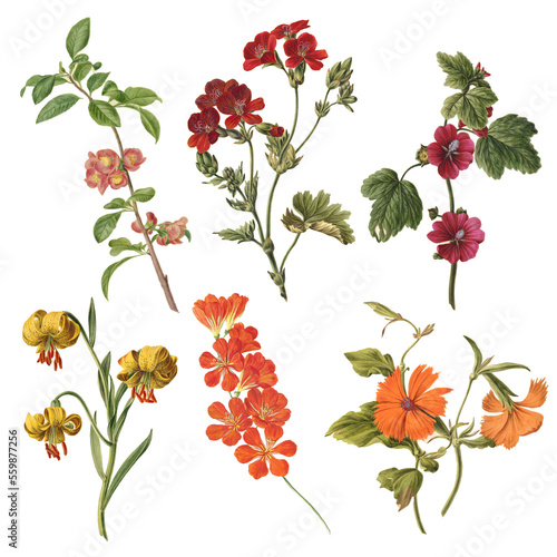 Botanical illustration of different types of flowers on a white background