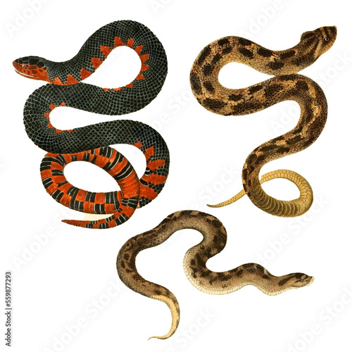 Botanical illustration of different types of snakes on a white background
