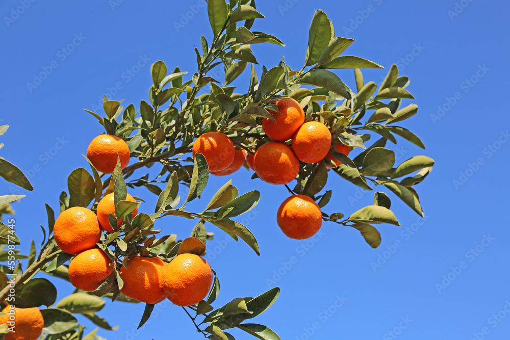 Tangerine branch on blue sky - California