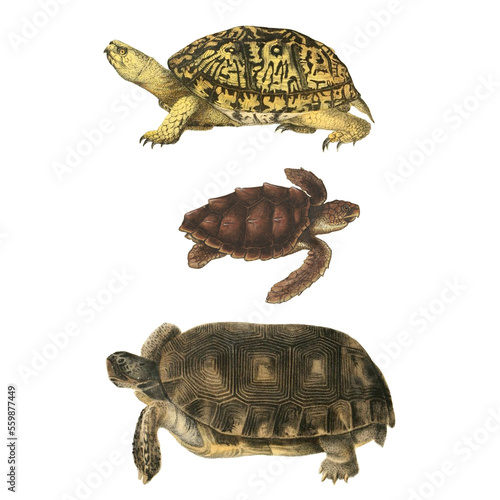 Botanical illustration of different types of turtles on a white background