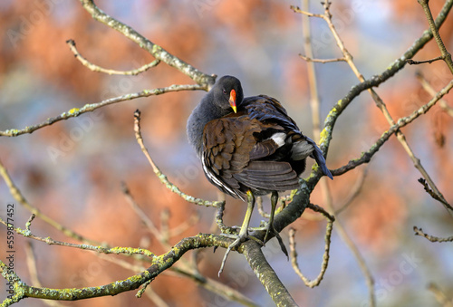 Moorhen in Kelsey Park, Beckenham, Greater London. A moorhen is standing on a branch with red leaves behind. Moorhens are common in Kelsey Park, Beckenham, Kent. Common moorhen (Gallinula chloropus). photo