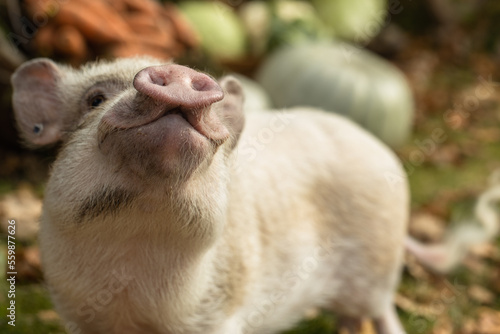 a white mini pig sits in a wicker basket. Autumn photo © Olga