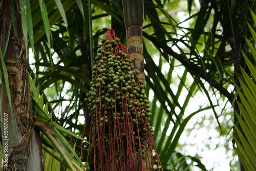 Oenocarpus bacaba is an economically important monoecious fruiting palm native to the Amazon Rainforest, which has edible fruits. photo