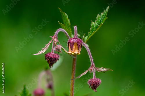 Geum rivale water avens wild flowering plant  purple red and yellow flowers in bloom
