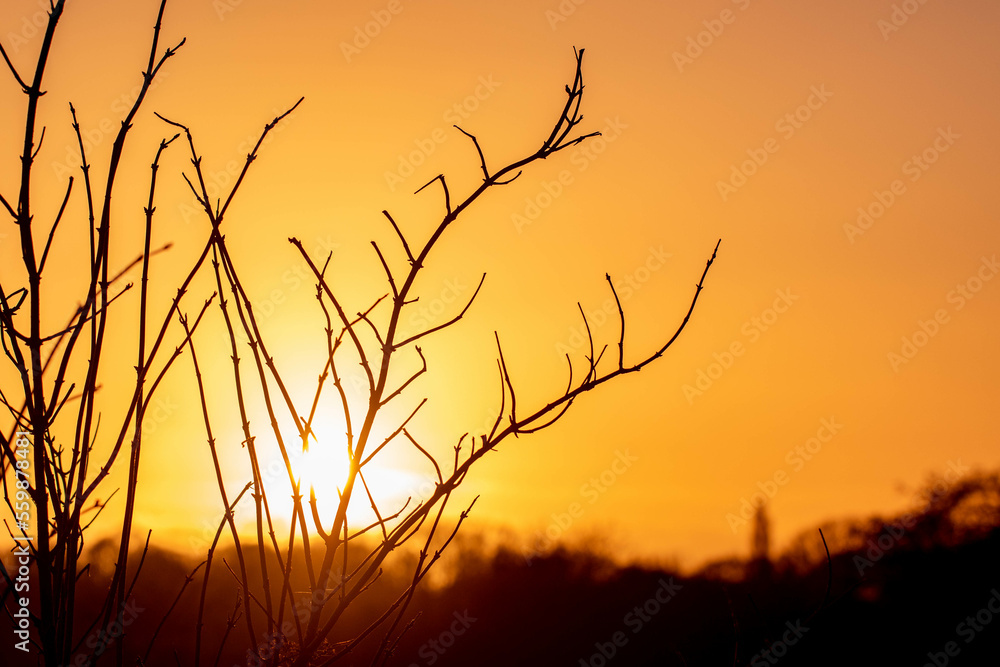 Silhouette of plants in front of sunset Silhouette of plants in front of sunset