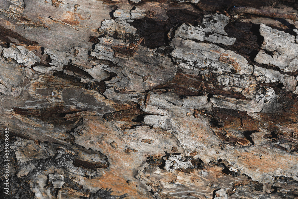 close-up of tree bark texture, macro photography close-up of tree bark texture, macro photography