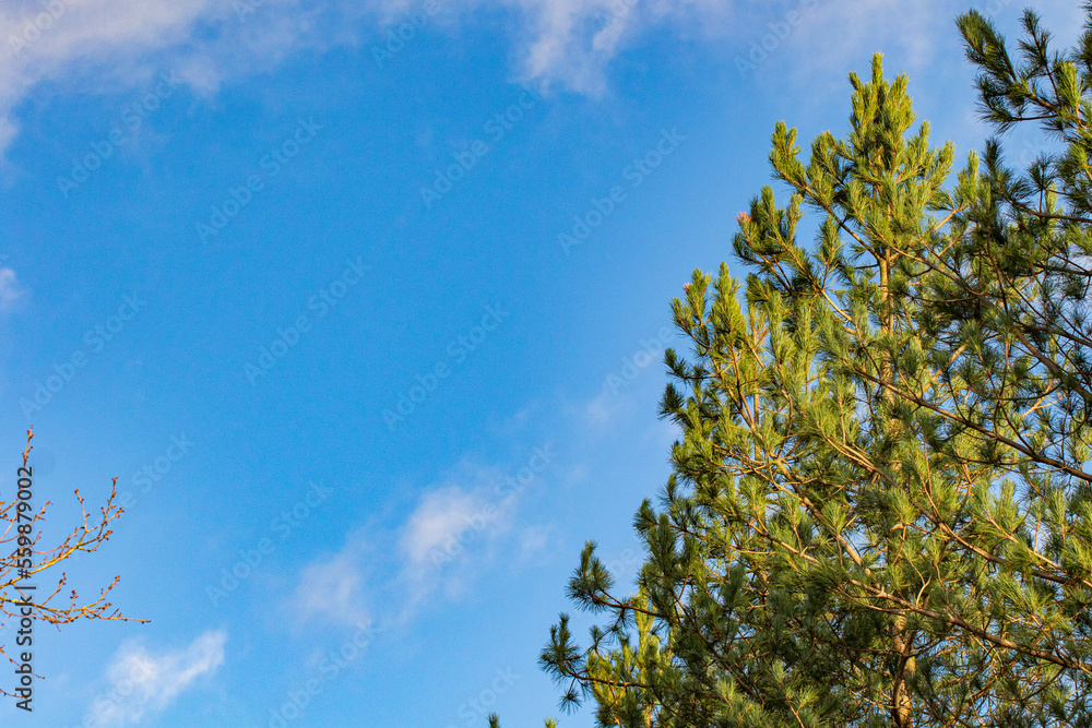 Obraz premium tree in the sky