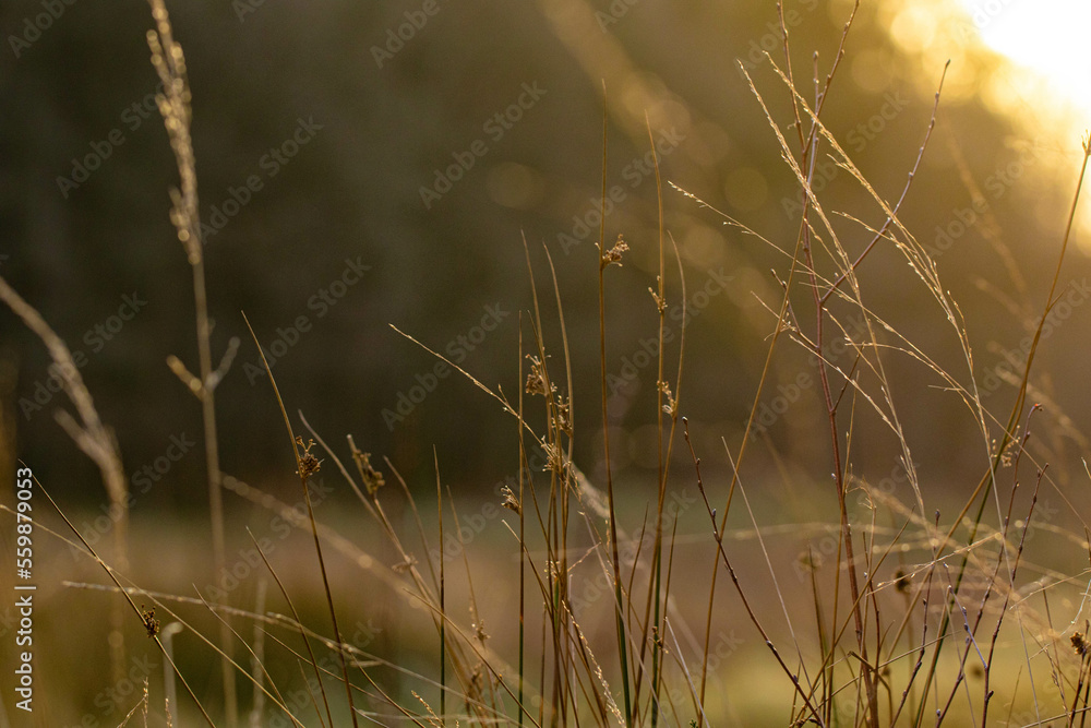 grass in the wind grass in the wind