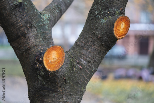 Fotografija cut off dry branches on trees, a fresh mark on the trunk