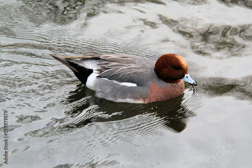 A view of a Canvasback Duck