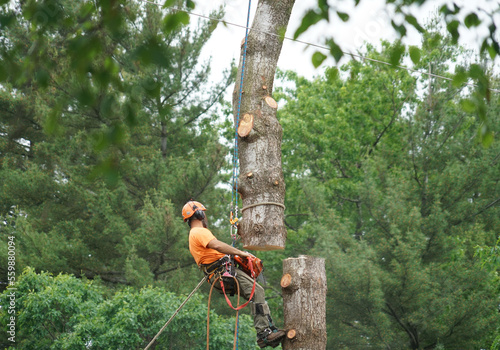 manual worker hanging by crane to the tree top for tree removal