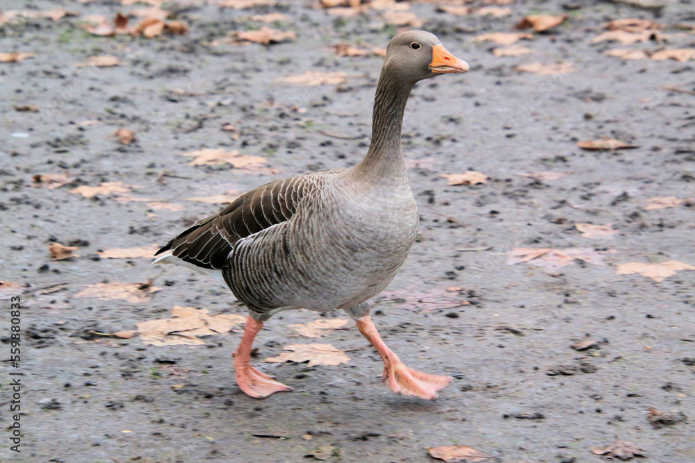 A close up of a Greylag Goose A close up of a Greylag Goose