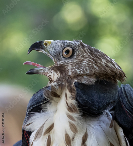 closeup headshot of broadwing hawk photo