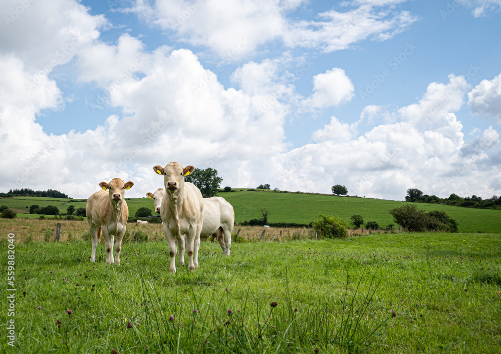 Fototapeta premium Junge Rinder halten Abstand zum Fotografen auf einer Wiese.