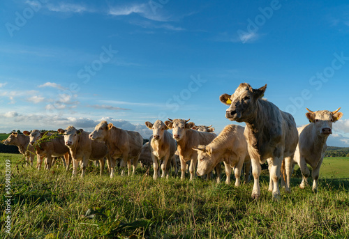 Neugierige Kühe auf einer Weide schauen in die Kamera. © Countrypixel