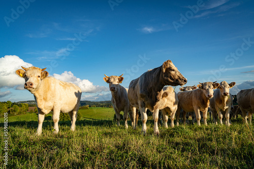 Gruppe von Kühen genießt die Abendsonne auf einer Weide.