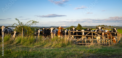 Neugierige Rinder an einem Weidegatter im Abendlicht.