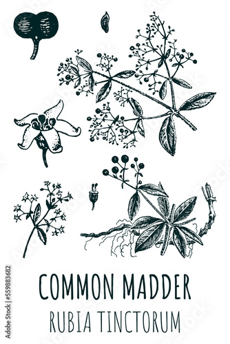 Drawings of common madder . Hand drawn illustration. Latin name Rubia tinctorum L.
 photo