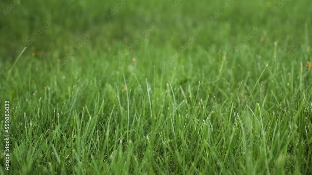Close up slowmotion grass cut green ground nature exterior summer spring house Close up slowmotion grass cut green ground nature exterior summer spring house