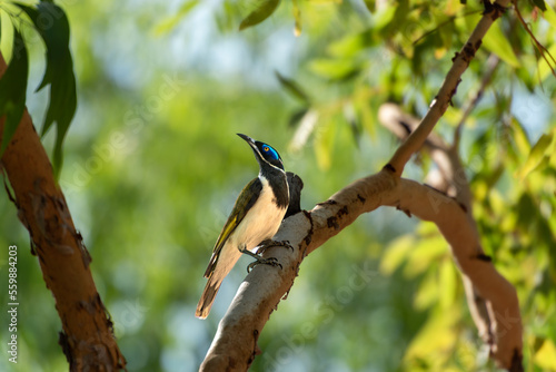 Kakadu