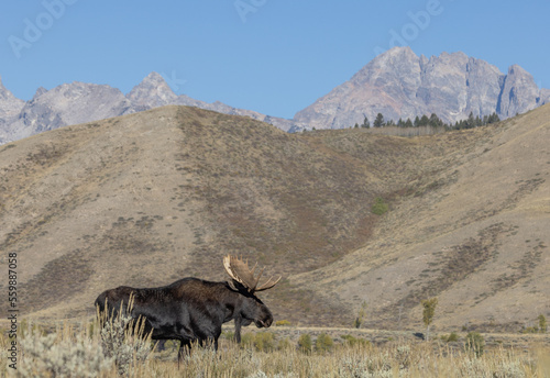 Bull Moose During the Rut in Wyoming in Autumn