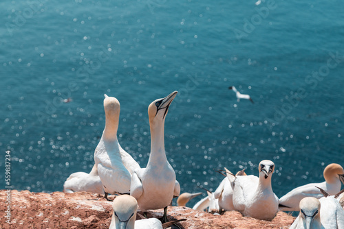 Portrait of Gannets on the red cliffs of the island of Heligoland