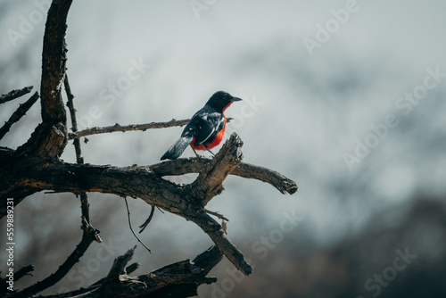 Rotbauchwürger (Laniarius atrococcineus) in der Morgensonne auf dem verdorrten Ast eines Baumes sitzend, Namibia photo