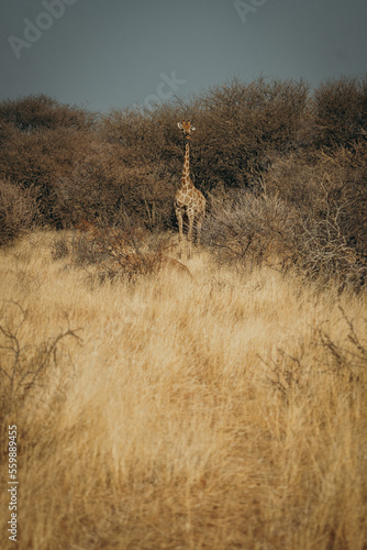 Fototapeta Naklejka Na Ścianę i Meble -  Einzelne Giraffe (Giraffa giraffa) steht im trockenen Buschland, Omatozu, Namibia