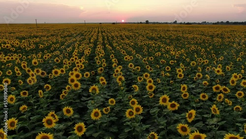 Drone footage, sunflower field at sunset