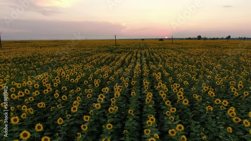Drone footage of a blooming sunflower field at sunset