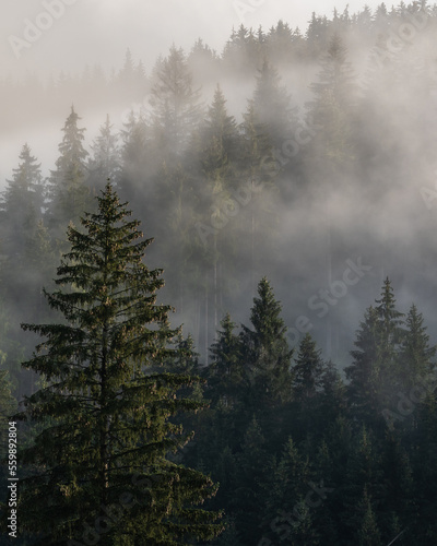 Foggy mountain and forest landscape during the golden sunrise with the best mystic atmosphere in the east of Bohemia. © Tadeas