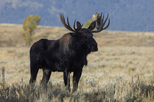 Fototapeta Naklejka Na Ścianę i Meble -  Bull Moose During the Rut in Wyoming in Autumn