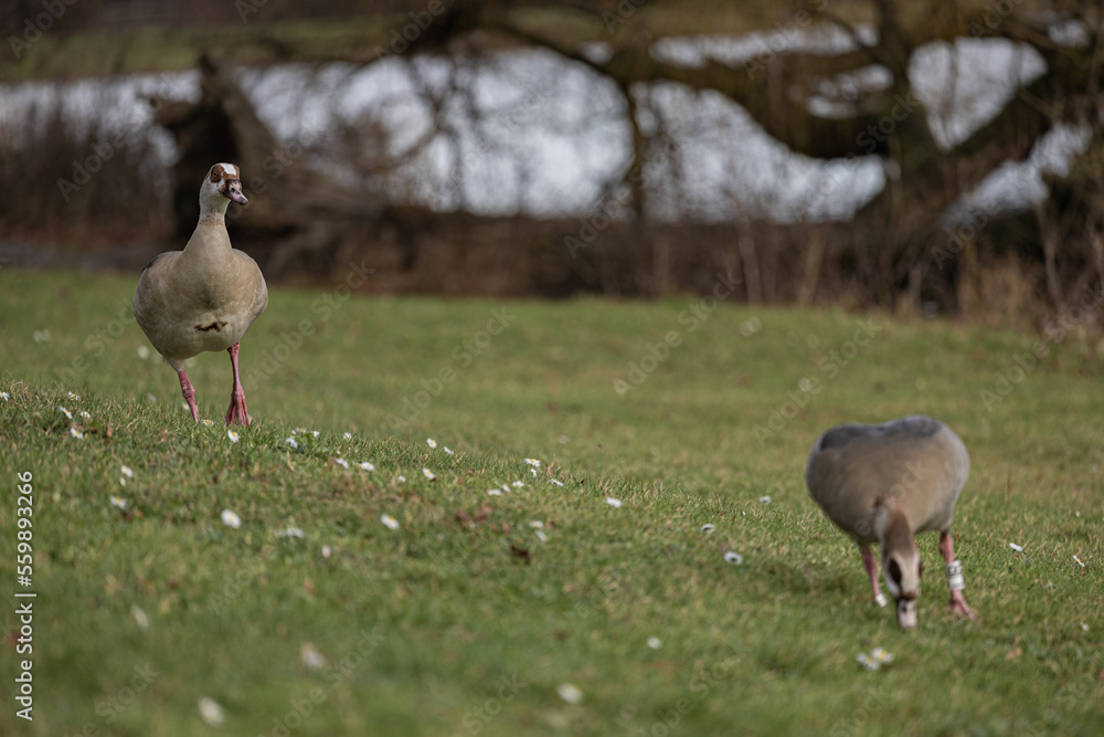 Pair of Egyptian geese are grazing on the grassland Pair of Egyptian geese are grazing on the grassland