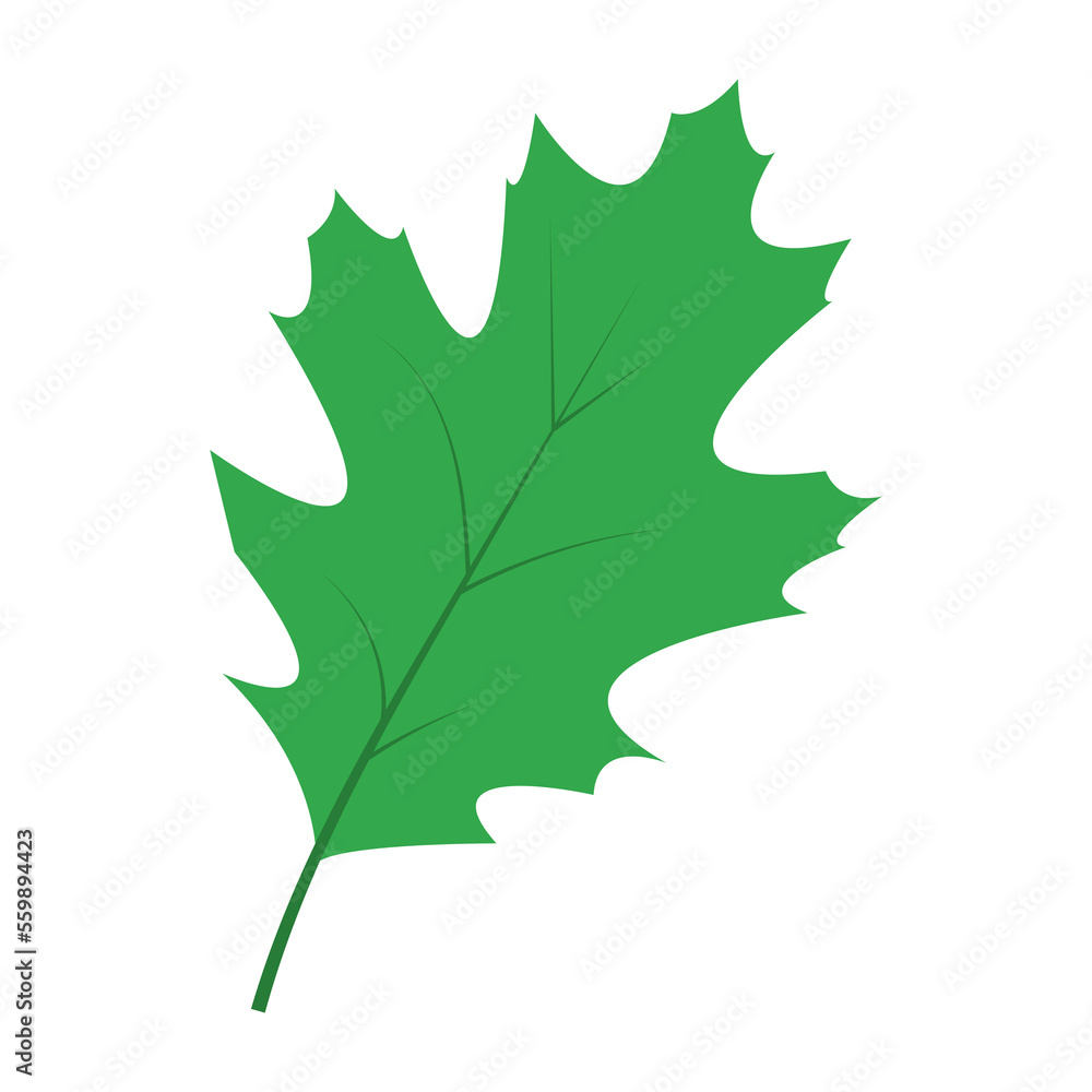 Fototapeta premium green maple leaf autumn