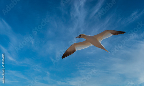 Northern Gannet - Morus Bassanus flight over North Sea near island Heligoland. Heligoland is a nature reserve and belongs to Germany.