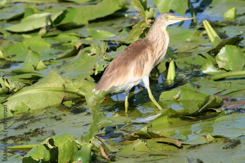 Donaudelta - Reiher Donaudelta - Reiher