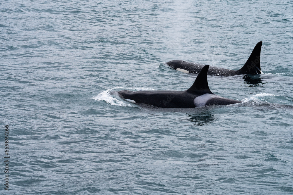 killer whales killer whales