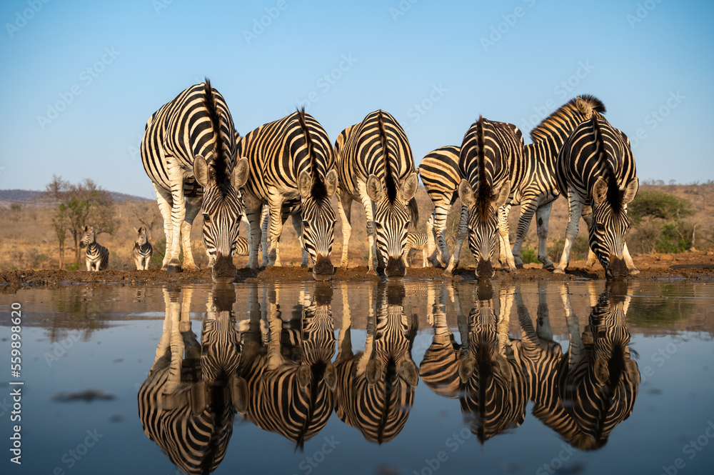 A herd of zebras at a water hole