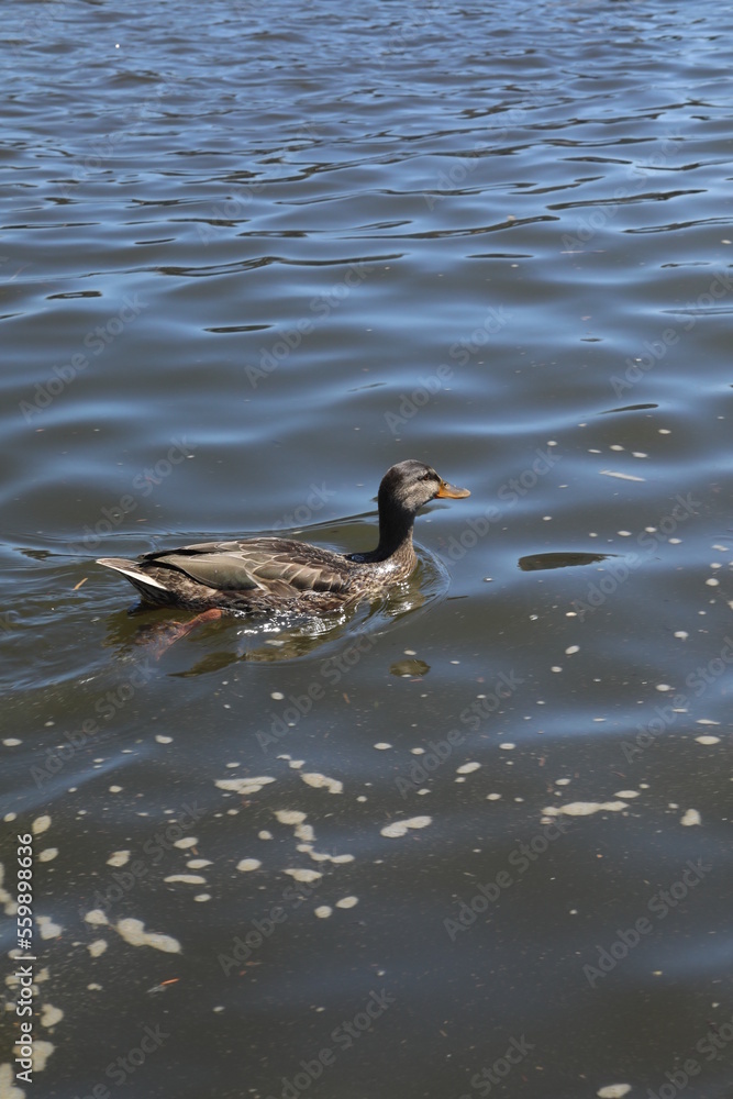 Annapolis, MD Annapolis, MD