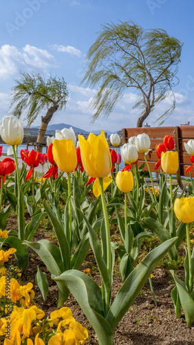tulips in the park, tulips in the garden, flowers in a park, flowers in a garden, colorful tulips, colorful flowers