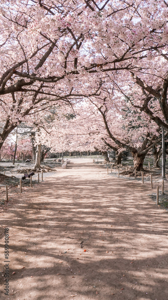 Spring in the park in Japan