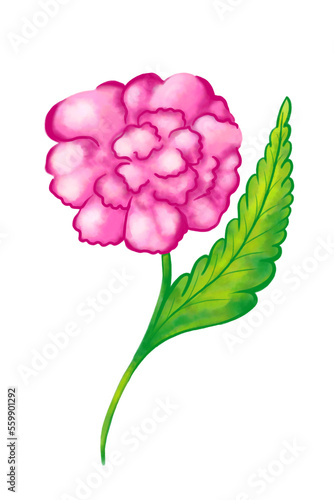 pink peon flower photo