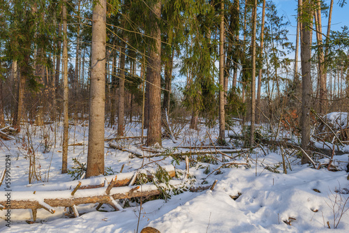Winter forest in the Moscow region of Russia