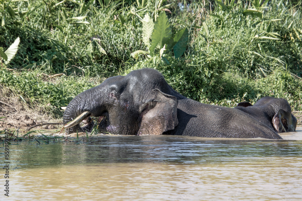 Endangered pygmy elephant small elephant species from Borneo Endangered pygmy elephant small elephant species from Borneo