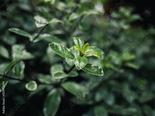 green leaves © Thanh